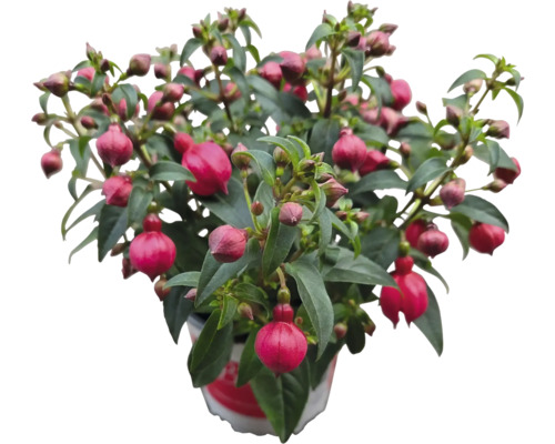 Fuchsienpflanze im Topf mit grünen Blättern und pinkfarbenen Blüten