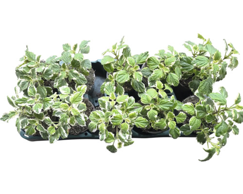 Plectranthus mit grünen und weißen Blättern in einer Schale