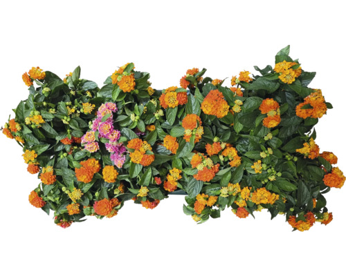 Orange und rosa Zwergstrauch im Topf