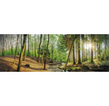 Waldlandschaft mit Bäumen und Bachlauf