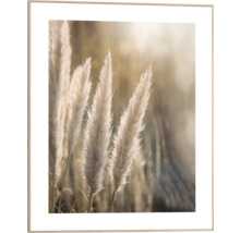 Dekoratives Bild mit Rahmen, das Pampasgras zeigt