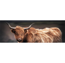 Porträt eines schottischen Hochlandrindes mit langen Hörnern und zotteligem Fell