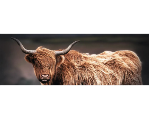 Decopanel Hochland Rind 138x48 cm Porträt eines schottischen Hochlandrindes mit langen Hörnern und zotteligem Fell