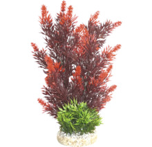 Dekorative Aquariumpflanze mit roten Blättern und grüner Basis