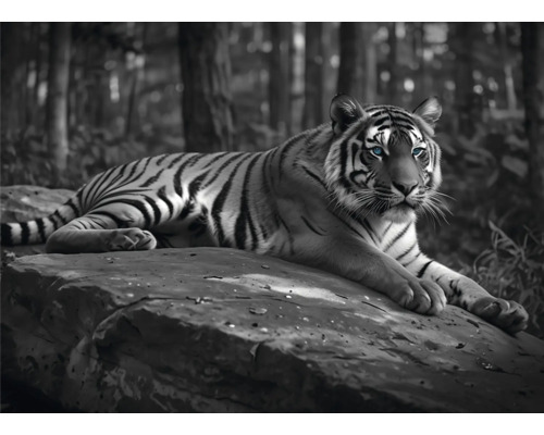 Schwarzweisser Tiger ruht auf einem Felsen