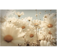Nahaufnahme von Gänseblümchen im Feld.