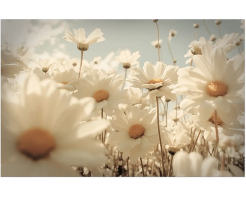 Nahaufnahme von Gänseblümchen im Feld.