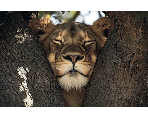 Löwe ruht im Baum