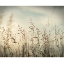 Nahaufnahme von Ziergräsern im Garten
