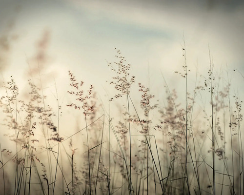 Decopanel Weizen im Wind 50x40 cm Nahaufnahme von Ziergräsern im Garten