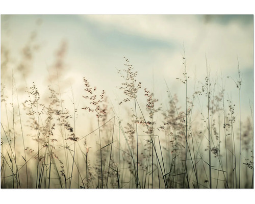 Leinwandbild Weizen im Wind 116x80 cm Nahaufnahme von Ziergräsern im Garten