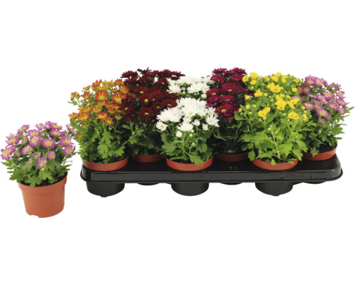 Chrysanthemen in verschiedenen Farben im Topf