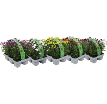 Mehrfarbige Chrysanthemen im Topf
