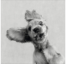 Nahaufnahme eines Cocker Spaniels mit offenem Maul