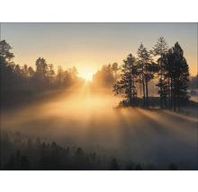 Landschaft mit Bäumen im Nebel bei Sonnenaufgang