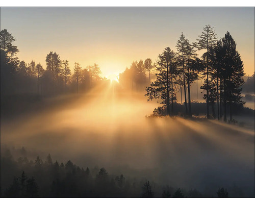 Landschaft mit Bäumen im Nebel bei Sonnenaufgang