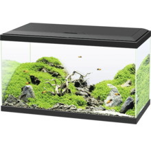 Eingerichtetes Aquarium mit Pflanzen, Steinen und Fischen