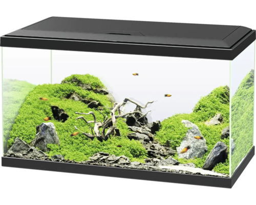 Eingerichtetes Aquarium mit Pflanzen, Steinen und Fischen