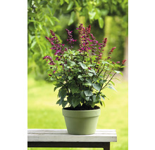 Salbei Pflanze im Topf für den Garten