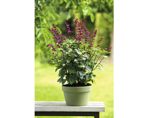 Salbei Pflanze im Topf für den Garten