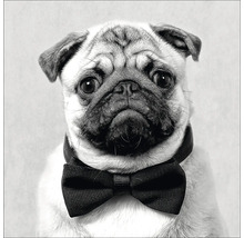 Porträt eines Mops mit Fliege