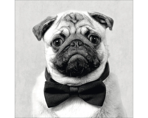 Porträt eines Mops mit Fliege