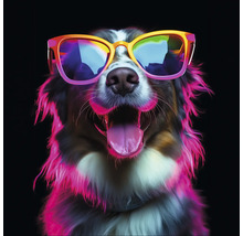 Hund mit Sonnenbrille