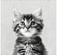 Schwarzweiß-Fotografie einer gestreiften jungen Katze