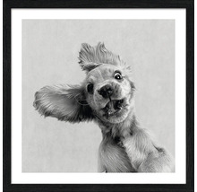 Gerahmtes Bild eines Hundes mit lustigem Gesichtsausdruck