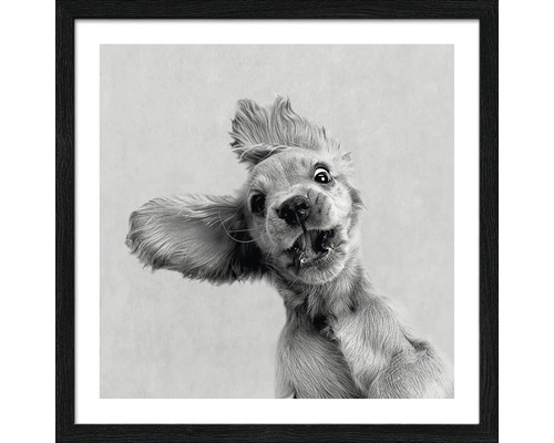 Gerahmtes Bild eines Hundes mit lustigem Gesichtsausdruck