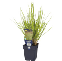 Herbst-Blaugras FloraSelf Sesleria autumnalis H 5-30 cm Co 0,5 L