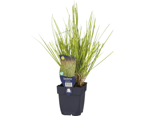 Herbst-Blaugras FloraSelf Sesleria autumnalis H 5-30 cm Co 0,5 L