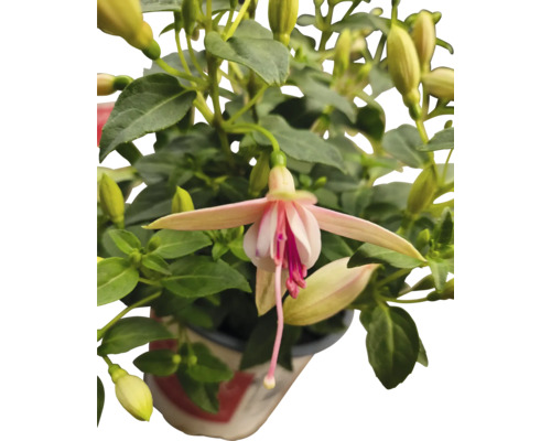 Fuchsienblüte in einem Topf