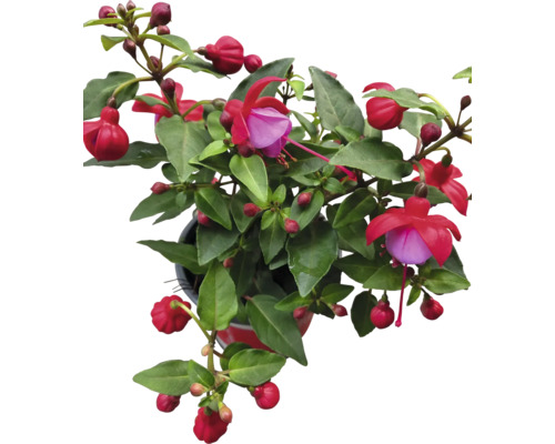 Fuchsie in einem Topf mit grünen Blättern und Blüten