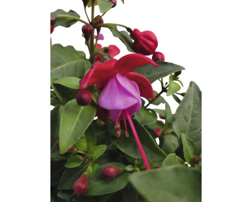 Fuchsienblüte mit grünen Blättern
