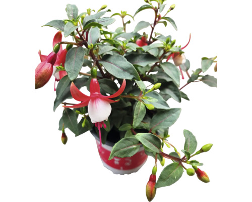 Fuchsienpflanze im Topf mit roten und weißen Blüten