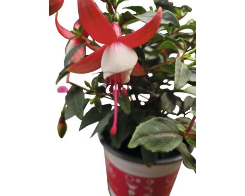 Fuchsia Pflanze mit roten und weißen Blüten im Topf