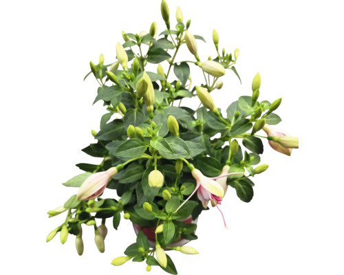 Fuchsie im Topf mit grünen Blättern und Blütenknospen