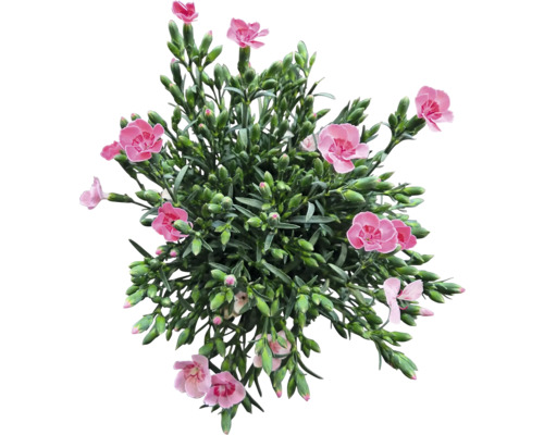 Nelkenpflanze mit rosa Blüten