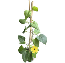 Kletterpflanze mit gelben Blüten und Rankhilfe aus Holz