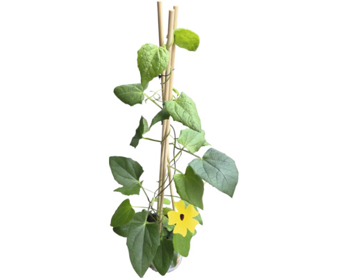 Kletterpflanze mit gelben Blüten und Rankhilfe aus Holz