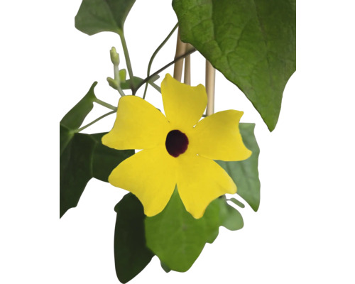 Gelbe Schwarzäugige Susanne mit Blättern