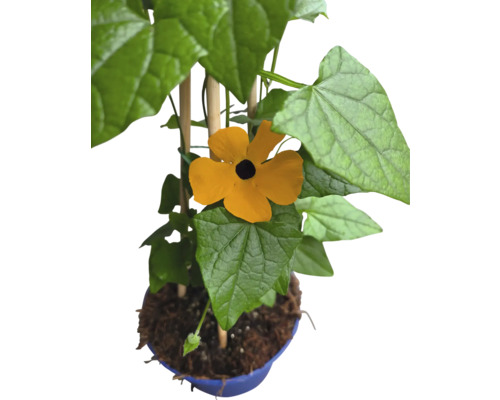 Blütenpflanze mit gelben Blüten und grünen Blättern im Topf