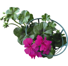 Geranie mit Blüten und Blättern in einem Metallhängekorb