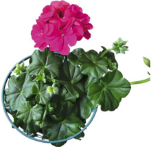 Geranie mit Blüten im Topf