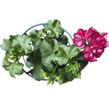 Geranie im Topf mit grünen Blättern und roten Blüten