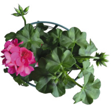 Geranie in einem Topf mit grünen Blättern und Blüten