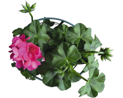 Geranie in einem Topf mit grünen Blättern und Blüten