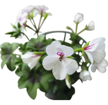Geranie im Topf mit weißen Blüten und grünen Blättern