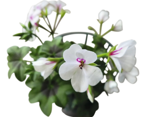 Geranie im Topf mit weißen Blüten und grünen Blättern